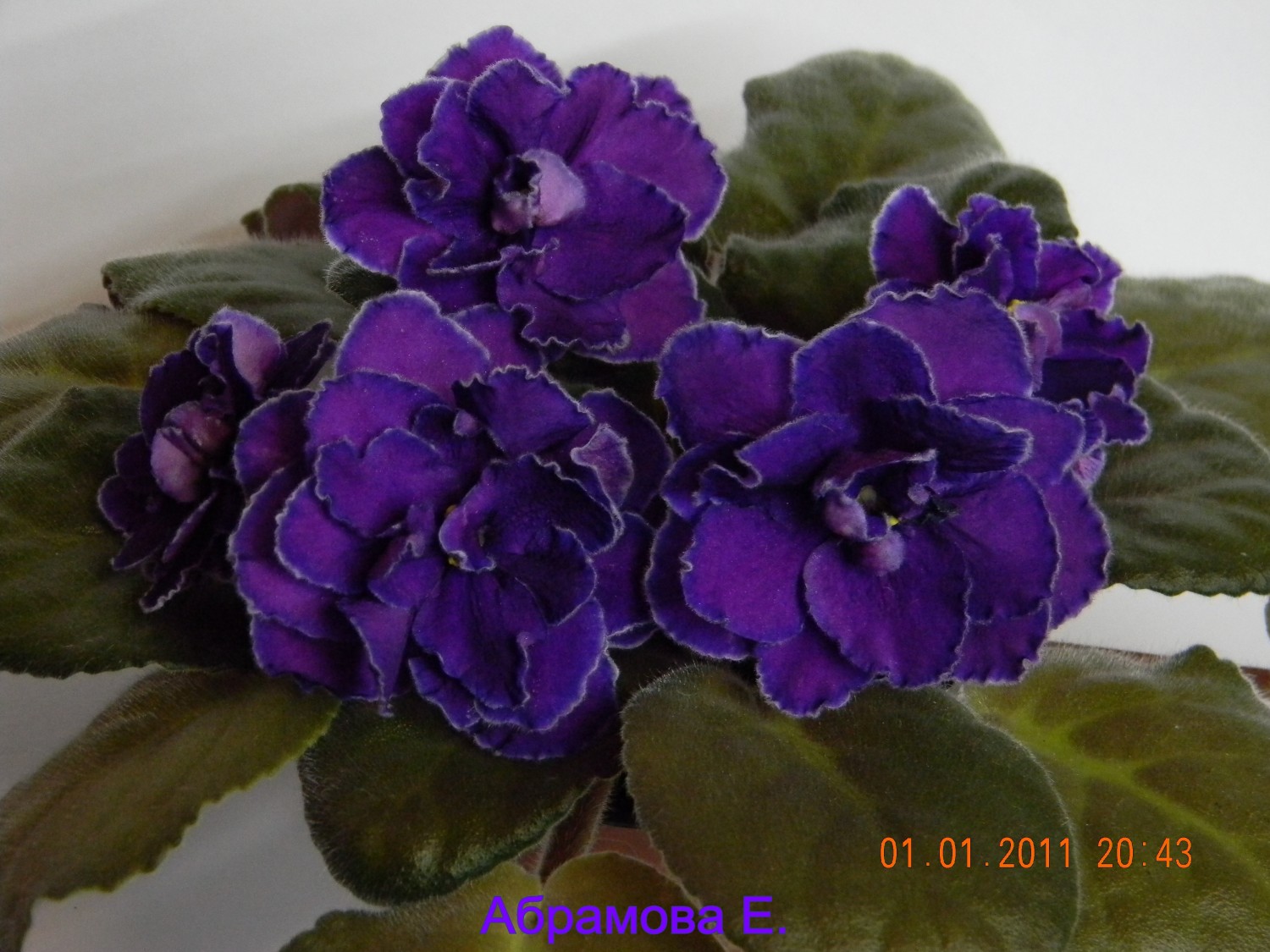 Фиалка махровая цветпёстрыйбапдово-фиолетовый